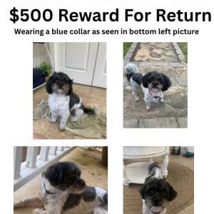 Image of Max, Lost Dog