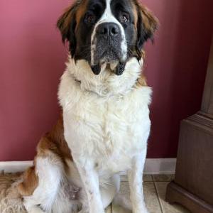 Image of Donner, Lost Dog