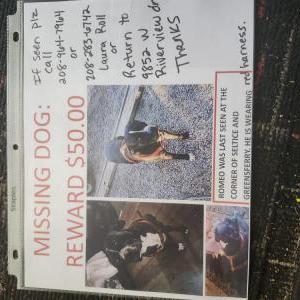 Image of Romeo, Lost Dog