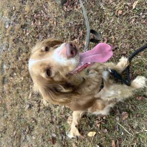 Image of Gary, Lost Dog