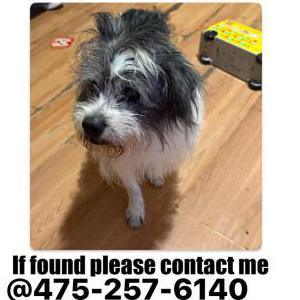 Image of Rocky, Lost Dog