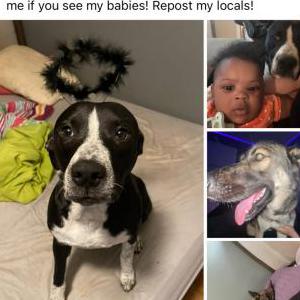 Lost Dog Bailey & chance (pit mix)