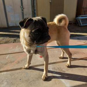 Found Dog Stray Female