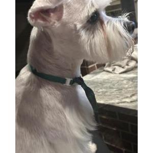 Image of Bruno, Lost Dog