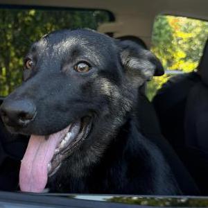 Image of Mia, Lost Dog