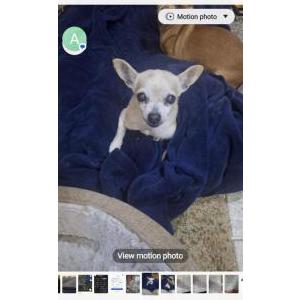 Image of Hannah, Lost Dog