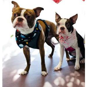 Image of Max and mini, Lost Dog