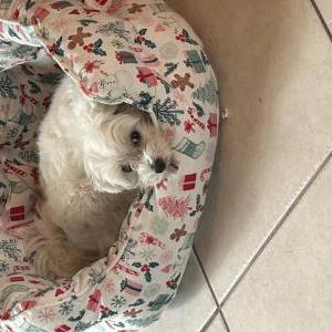 Image of Lola, Lost Dog