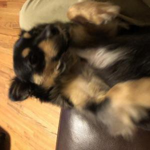 Image of Fredo, Lost Dog