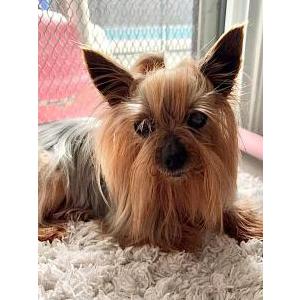 Lost Dog Louie Linguini