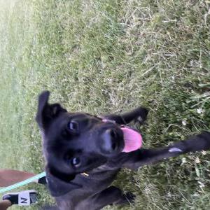 Lost Dog Kimber