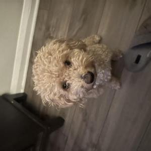 Image of Ace, Lost Dog