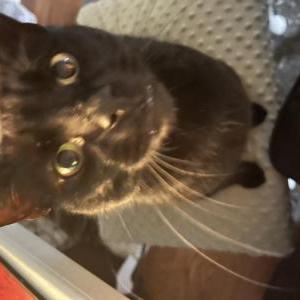 Image of Gato, Lost Cat