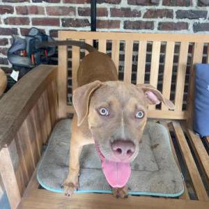 Image of Unknown, Found Dog