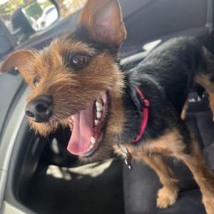 Image of Matteo, Lost Dog