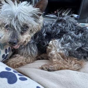 Image of Unknown, Found Dog