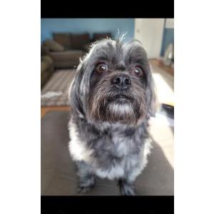 Image of Zafiro, Lost Dog