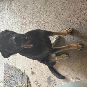 Image of Bella, Lost Dog