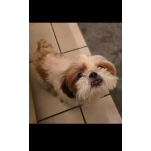 Image of Sugar, Lost Dog