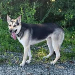 Found Dog Unknown