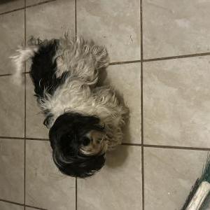 Image of Snoopy, Lost Dog