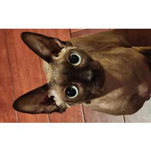 Image of Usula, Lost Cat