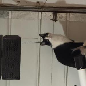 Image of Roo, Lost Cat