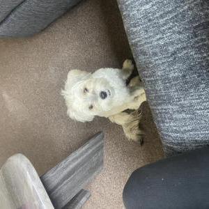 Image of Stormi, Lost Dog
