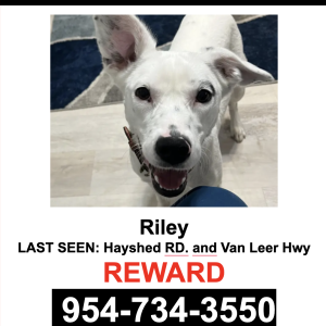 Lost Dog Riley