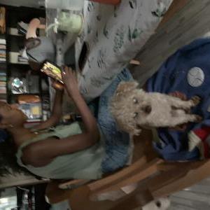 Image of Benji, Lost Dog