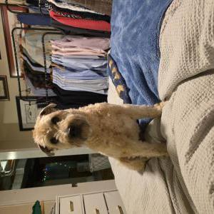 Image of Clover, Lost Dog