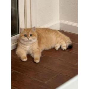 Image of Unknown, Lost Cat