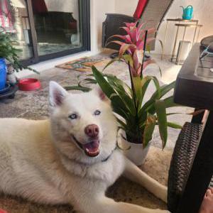 Image of Mako, Lost Dog