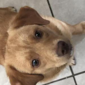 Image of Caramel, Lost Dog