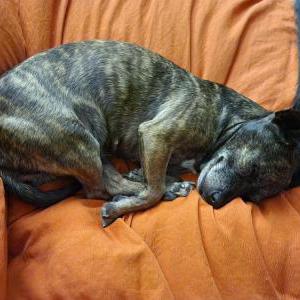 Image of Pinecone (Piney), Lost Dog