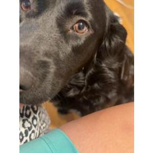 Lost Dog Chai