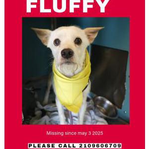 Lost Dog Fluffy