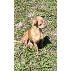 Image of Lucy, Lost Dog