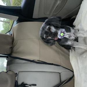 Image of Coco, Lost Dog