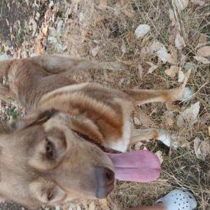 Image of Unknown, Lost Dog