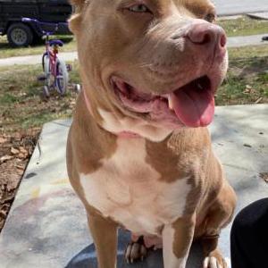 Image of Sassy, Lost Dog