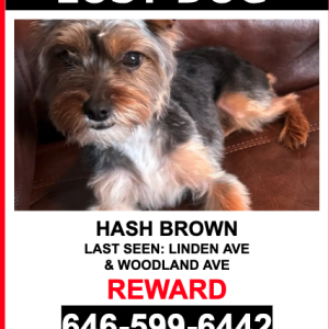 Lost Dog HASH BROWN