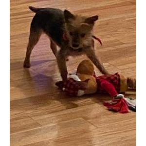 Image of Savannah, Lost Dog