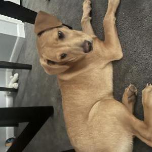 Image of Koda, Lost Dog