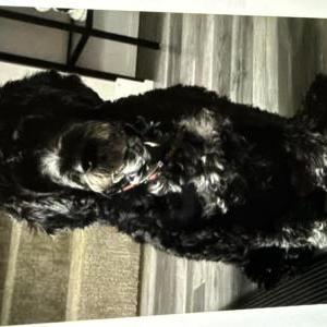 Image of Luna, Lost Dog