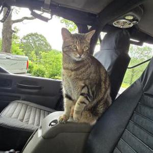 Image of Tiny Thing, Lost Cat