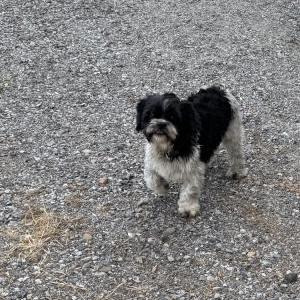 Image of Unknown, Found Dog