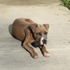 Image of Unknown, Found Dog