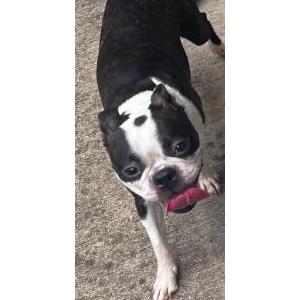 Image of Molly, Lost Dog