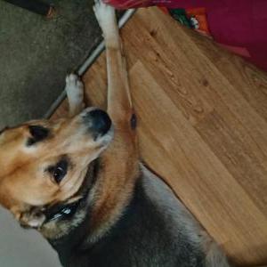 Image of UNK, Found Dog